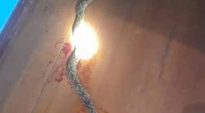 FB_IMG_1773789053887