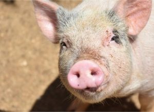 FB_IMG_1774397422024