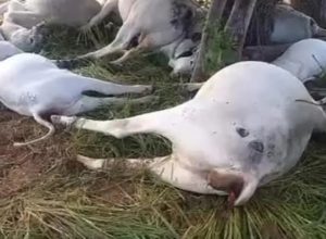 FB_IMG_1774538919325