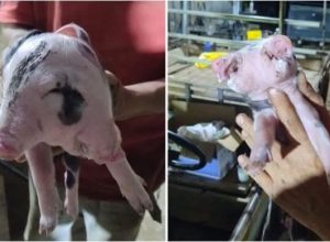 FB_IMG_1774713427758