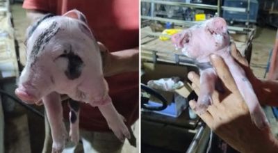 FB_IMG_1774713427758