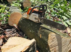 FB_IMG_1774798695696