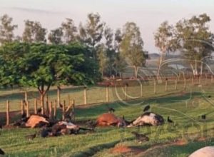 FB_IMG_1774999700100