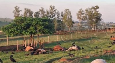 FB_IMG_1774999700100