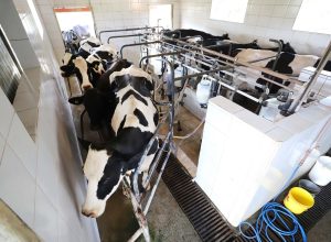 Leite das Crianças - Produtor de leite de Piraquara. Ordenha mecânica.
Piraquara, 01-10-19.
Foto: Arnaldo Alves / AEN.