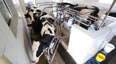 Leite das Crianças - Produtor de leite de Piraquara. Ordenha mecânica.
Piraquara, 01-10-19.
Foto: Arnaldo Alves / AEN.