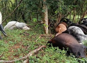 FB_IMG_1775143159281