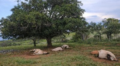 FB_IMG_1775661504517