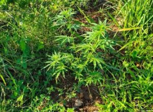 FB_IMG_1776191436869