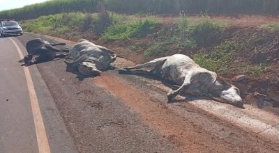 FB_IMG_1776266160219