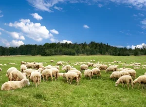 depositphotos_5076472-stock-photo-a-lot-sheep-on-the