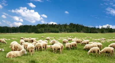 depositphotos_5076472-stock-photo-a-lot-sheep-on-the