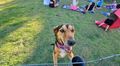 Programa de bem-estar animal da Prefeitura de Erechim já realizou mais de 11 mil atendimentos desde 2022.