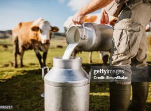 Preço do leite apresenta alta no Sul do Brasil e anima produtores com perspectiva de recuperação do setor lácteo.