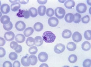 malaria-fapesp.jpg