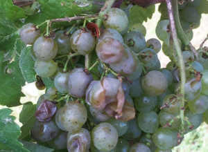 tempestade_de_granizo_04092021