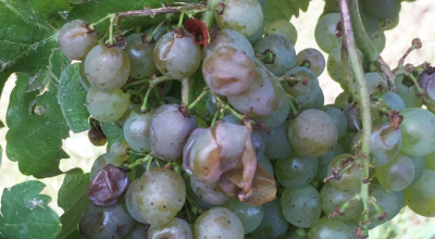 tempestade_de_granizo_04092021