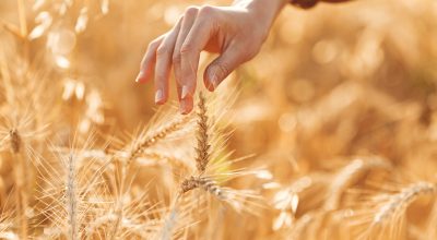 Woman in a summer field. Brunette in a brown sweater. Girl on a sunset background.